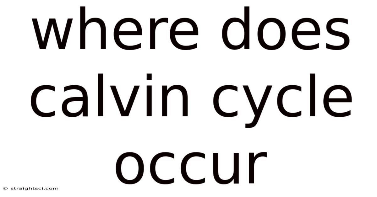 Where Does Calvin Cycle Occur
