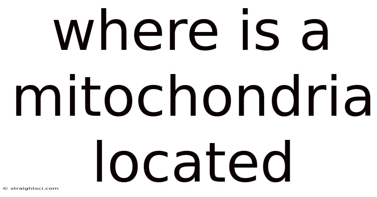 Where Is A Mitochondria Located
