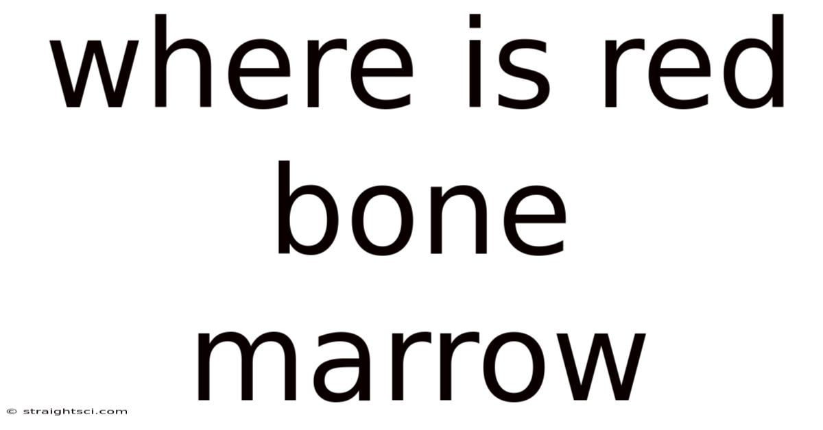 Where Is Red Bone Marrow