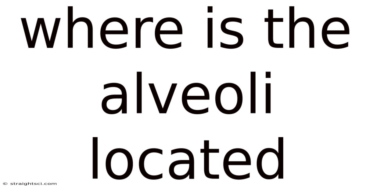 Where Is The Alveoli Located