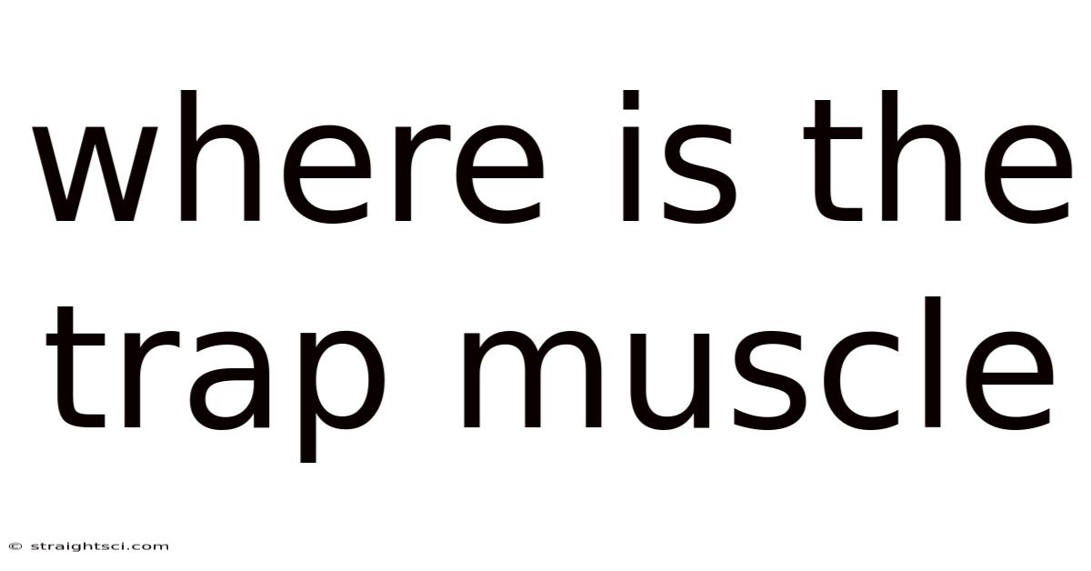 Where Is The Trap Muscle