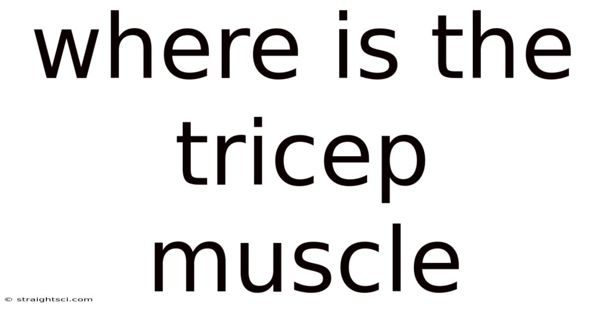 Where Is The Tricep Muscle