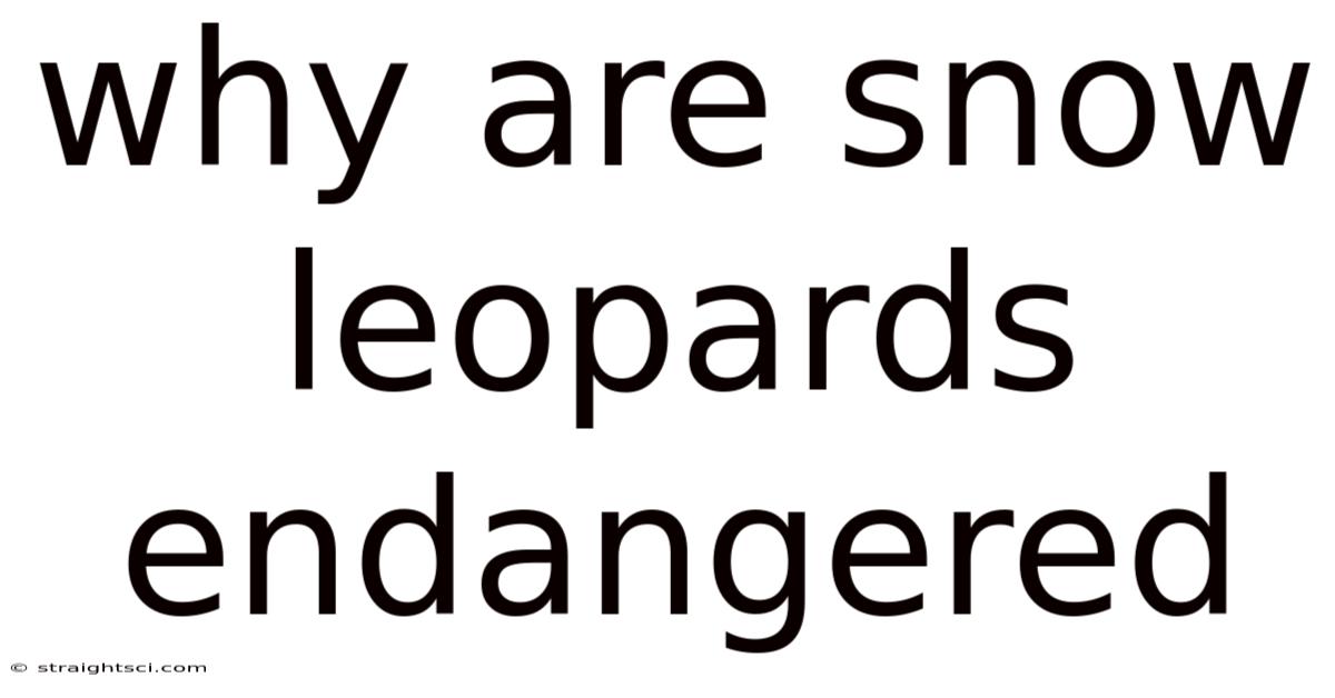Why Are Snow Leopards Endangered