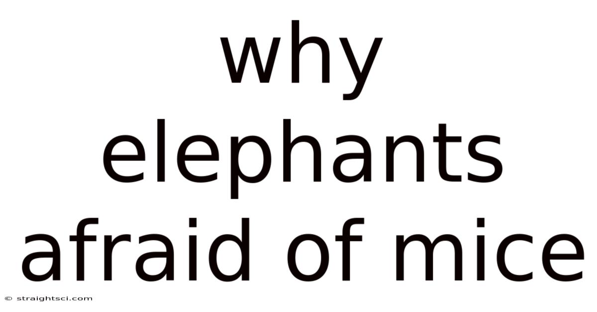 Why Elephants Afraid Of Mice