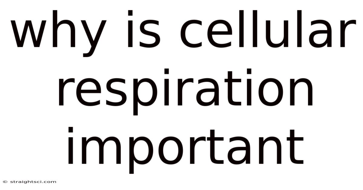 Why Is Cellular Respiration Important