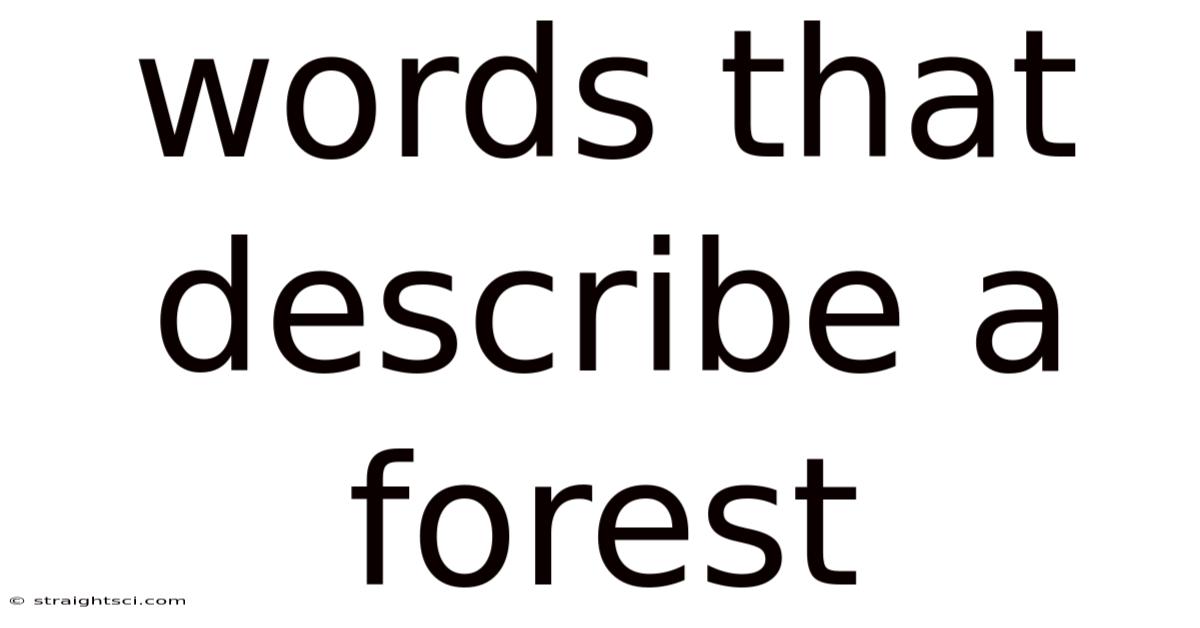 Words That Describe A Forest
